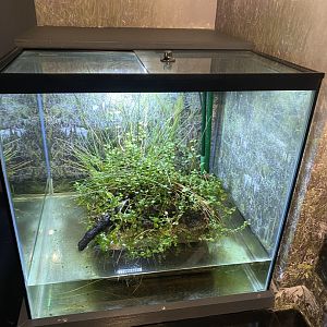 Tiny Giants - Fen raft spider exhibit 180322