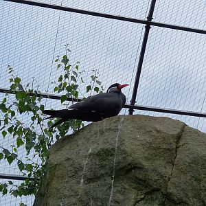 Inca Tern