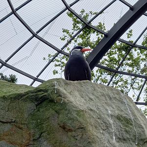 Inca Tern