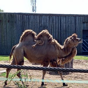 Bactrian Camel