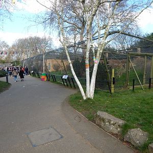 Blue-throated macaw aviary 180322