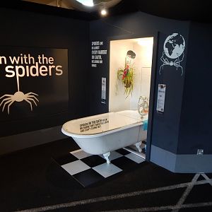 Tiny Giants - Spider exhibit 180322