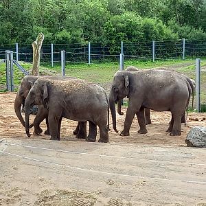 Elephants