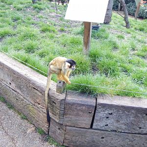 In with the Monkeys - Bolivian squirrel monkey 180322