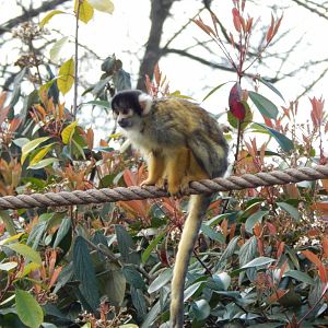 In with the Monkeys - Bolivian squirrel monkey 180322