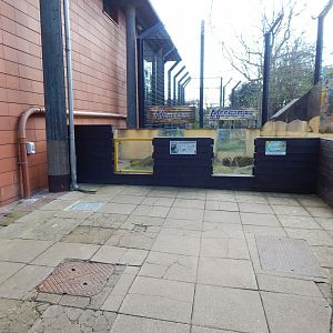 Land of the Lions - Dwarf mongoose exhibit 180322