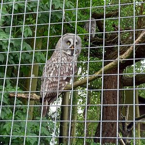 Great Grey Owl