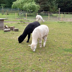 Alpacas