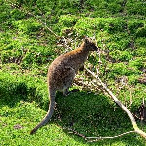 Wallaby