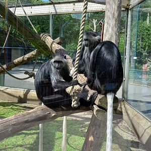 King Colobus Monkeys