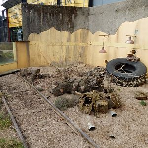 Land of the Lions - Dwarf mongoose exhibit 180322