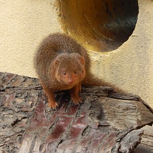 Land of the Lions - Dwarf mongoose 180322