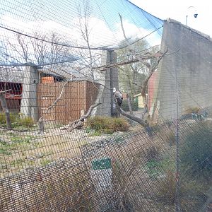 Land of the Lions - Rueppell's griffon vulture and Black kite exhibit 180322