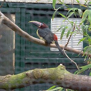 Green Aracari