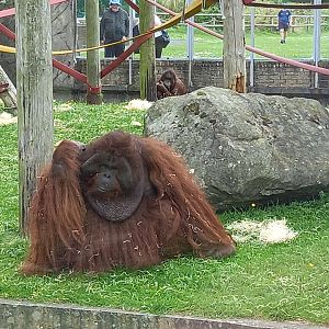 Orangutan