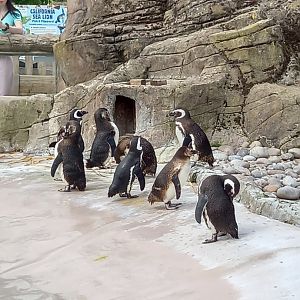 Penguins
