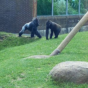 Gorillas