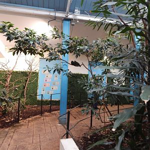 Blackburn Pavilion - indoor walkthrough aviary 180322