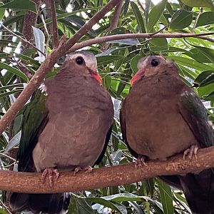 Blackburn Pavilion - indoor walkthrough aviary - Grey-capped emerald doves 180322