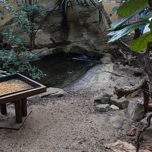 Blackburn Pavilion - indoor walkthrough aviary 180322