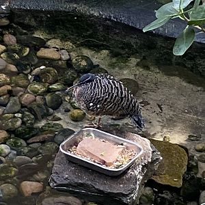 Blackburn Pavilion - indoor walkthrough aviary - Sunbittern 180322