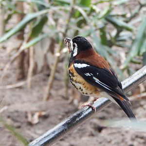 Blackburn Pavilion - indoor walkthrough aviary - Chestnut-backed thrush 180322