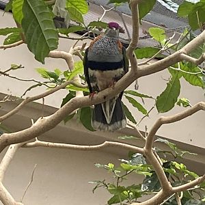 Blackburn Pavilion - indoor walkthrough aviary - Superb fruit dove 180322