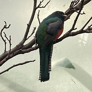 Blackburn Pavilion - indoor walkthrough aviary - Collared trogon 180322
