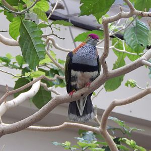 Blackburn Pavilion - indoor walkthrough aviary - Superb fruit dove 180322