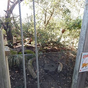 Animal Adventure - South American coati exhibit 180322