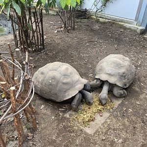 Giants of the Galapagos 180322