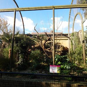 Woolly-necked stork aviary 180322
