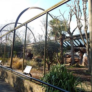 Waldrapp aviary 180322