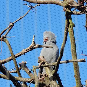 African harrier-hawk 180322