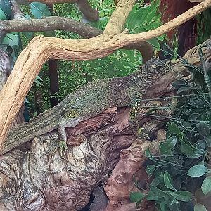 Lizard for ID - Blackpool Zoo, Orangutan Outlook