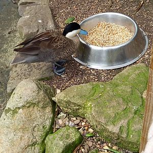 Duck for ID - Blackpool Zoo, World of Wings Aviary