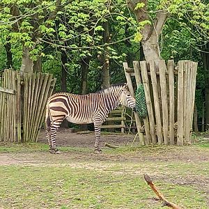 Zebra