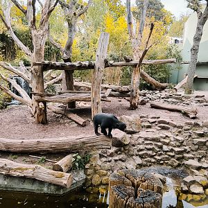 Sun bear outdoor eclosure 2