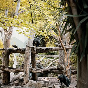 Sun bear outdoor eclosure 2