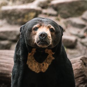 Sun bear