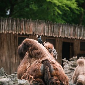 Jackdaw using camel for nesting material