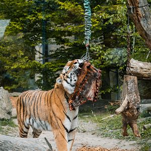 Tiger enrichment