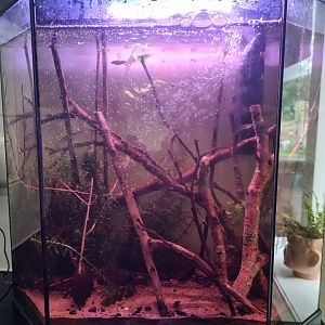 Local creek aquarium