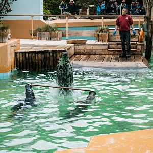 Interesting trick during the feeding of the grey seals
