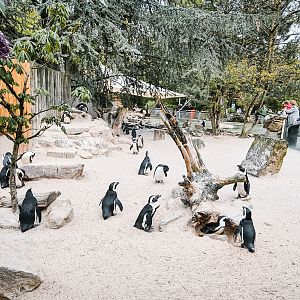 Penguins