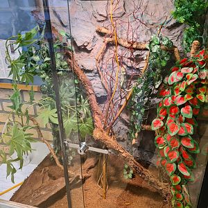 Biology classroom: Veiled chameleon enclosure