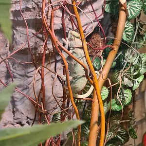 Biology classroom: Veiled chameleon