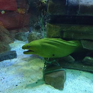 Green Moray