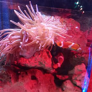 Clownfish and Anemone