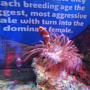 Clownfish and Anemone